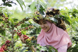Kopi Gayo
